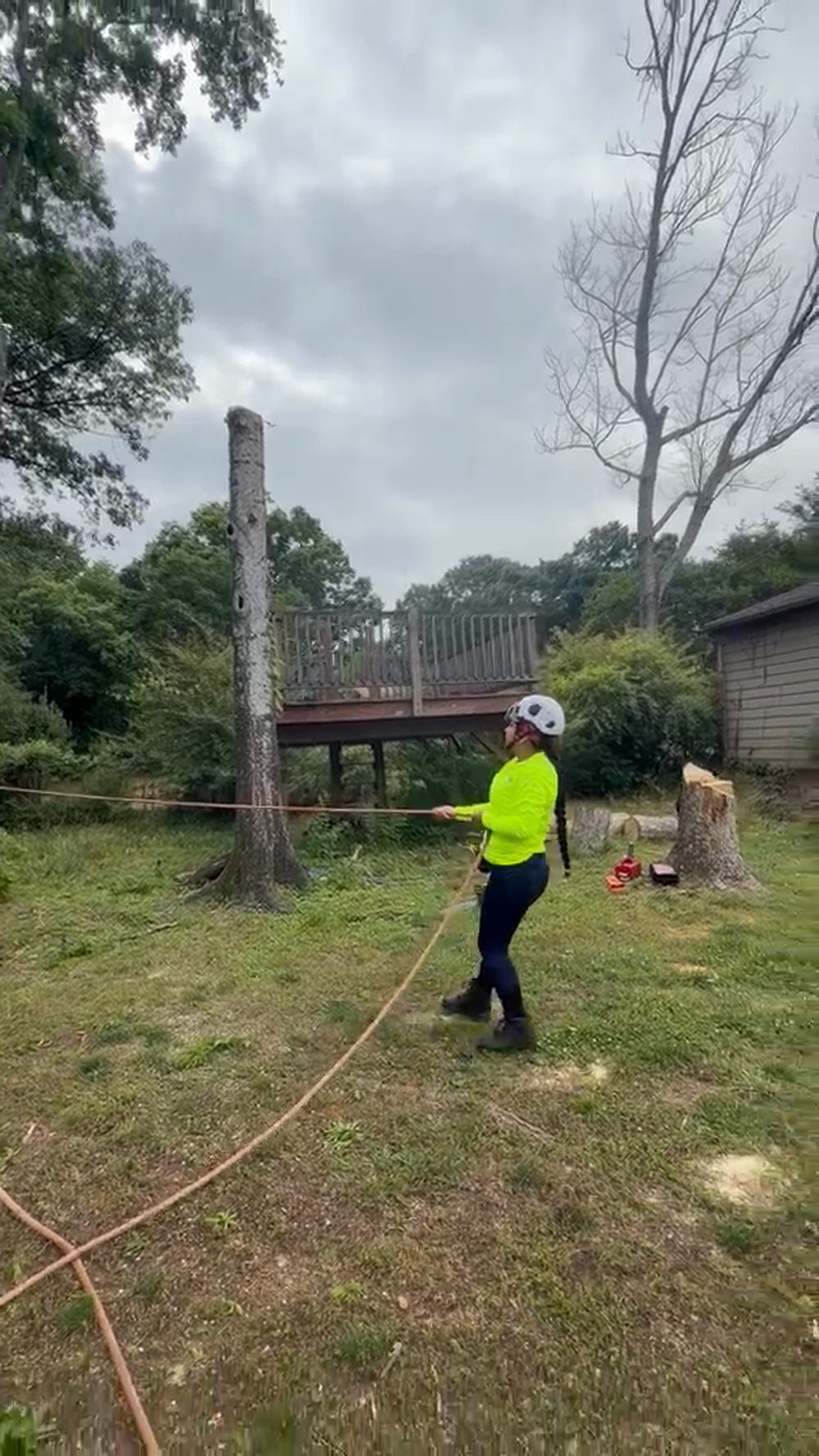 Tree removal project video
